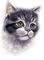 patymirabelle chat - 免费PNG 动画 GIF