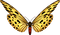 butterfly - bezmaksas png animēts GIF