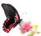 papillon - nemokama png animuotas GIF