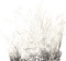 cecily-herbes hiver neige - PNG gratuit GIF animé