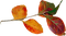 Kaz_Creations Deco  Colours Autumn Leaves Leafs - PNG gratuit GIF animé