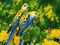 parrot-NitsaPap - Gratis geanimeerde GIF geanimeerde GIF