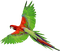 попугай - zdarma png animovaný GIF