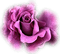 rose violette.Cheyenne63 - bezmaksas png animēts GIF