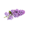 kikkapink deco scrap lavender flowers purple - PNG gratuit GIF animé