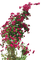 Kletterrose - Free PNG Animated GIF