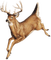 Cerf ** - Free PNG Animated GIF