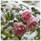 Frosty rosses - Free animated GIF Animated GIF