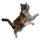 Kaz_Creations Cat Kitten - zadarmo png animovaný GIF