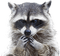 raccoon bp - kostenlos png Animiertes GIF