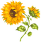 kwiat - nemokama png animuotas GIF