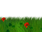 grass bp - bezmaksas png animēts GIF