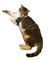 Luna the cat - Free PNG Animated GIF