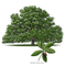 trees bp - bezmaksas png animēts GIF