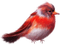 oiseau.Cheyenne63 - PNG gratuit GIF animé