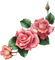 rose, fleur, Pelageya - PNG gratuit GIF animé