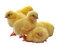 poussins - 無料png アニメーションGIF