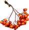 frutas otoño dubravka4 - 免费PNG 动画 GIF