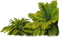 Jungle bush - бесплатно png анимированный гифка