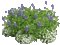 Pflanze - Bezmaksas animēts GIF animēts GIF
