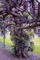 wisteria tree - Free PNG Animated GIF
