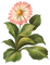 Kaz_Creations Deco Flowers Flower Colours - фрее пнг анимирани ГИФ