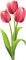 tulipan - безплатен png анимиран GIF