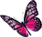 All  my butterflys - безплатен png анимиран GIF