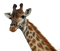 Giraffe bp