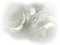 białe róże - png ฟรี GIF แบบเคลื่อนไหว