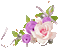 flowers milla1959 - Free animated GIF Animated GIF