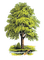 Tree arbre albero baum дерево ROSALIA73 - Free PNG Animated GIF