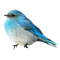Kaz_Creations Blue Deco Bird Colours