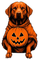 Labrador with Pumpkin - PNG gratuit GIF animé