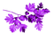Branch.Leaves.Purple - Free PNG Animated GIF