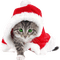 Kaz_Creations Animals Christmas Cat Kitten - png gratis GIF animasi