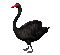 Black Swan - Zdarma animovaný GIF animovaný GIF