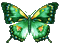Papillon - Gratis animerad GIF animerad GIF