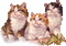 cats - Gratis geanimeerde GIF geanimeerde GIF