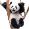 Panda - zadarmo png animovaný GIF