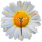 horloge, fleur,  camomille, sumer, Pelageya - PNG gratuit GIF animé