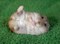 hamster mignon - δωρεάν png κινούμενο GIF