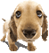 perro luis - GIF animasi gratis GIF animasi