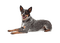 dog bp - 免费PNG 动画 GIF