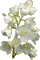 blossom white flowers spring gif - 無料のアニメーション GIF アニメーションGIF