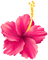 Kaz_Creations Flowers Flower - kostenlos png Animiertes GIF