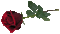 Rose rouge.Cheyenne63 - GIF animado gratis GIF animado