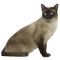 chat - 免费PNG 动画 GIF
