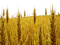 Wheat Field-RM - PNG gratuit GIF animé