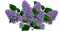 flowers katrin - Free PNG Animated GIF
